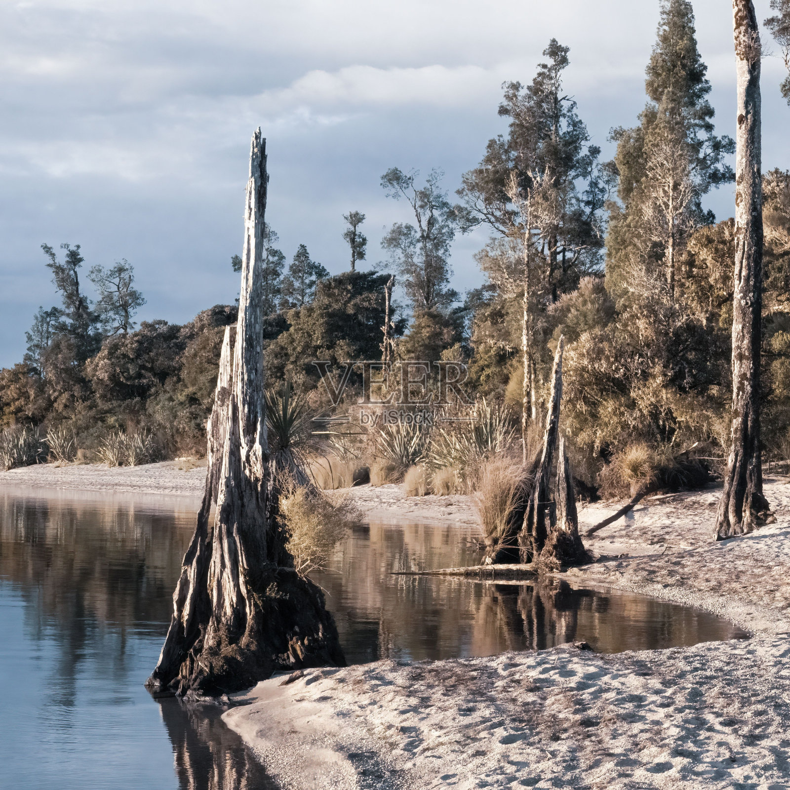 在荒野的湖岸边，长着枯死的老树照片摄影图片