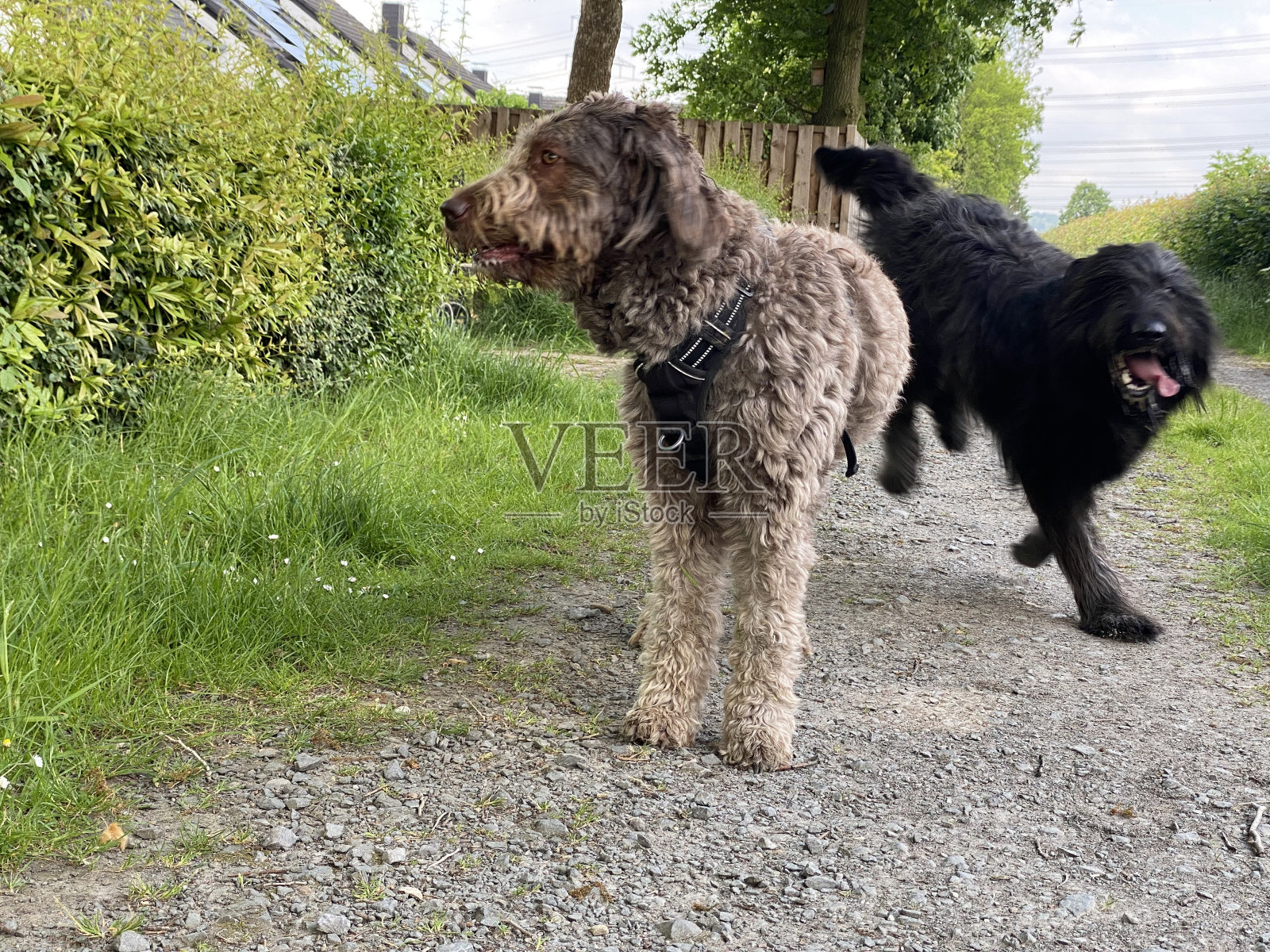 一只棕色狗和一只黑色狗一起在路上照片摄影图片