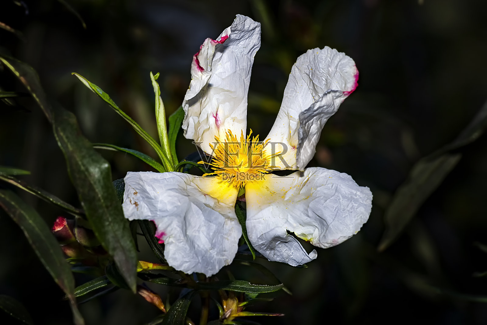 hara pringosa照片摄影图片