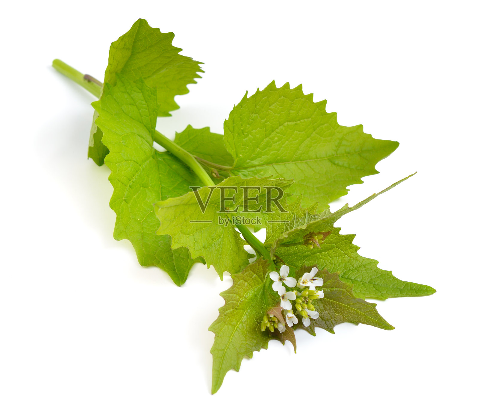 小叶葱属，或在白色背景上分离的蒜芥菜。照片摄影图片