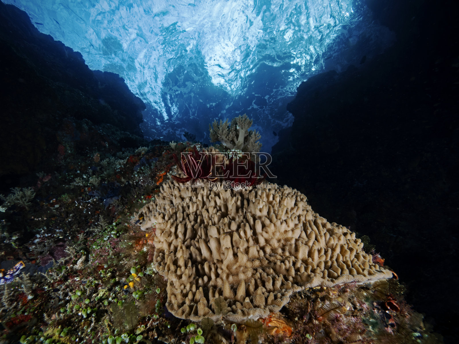 水面下的硬珊瑚照片摄影图片