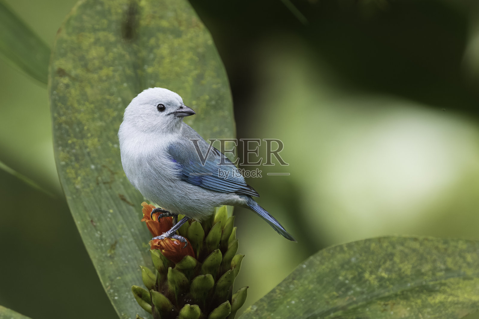 厄瓜多尔的一只蓝灰色Tanager照片摄影图片