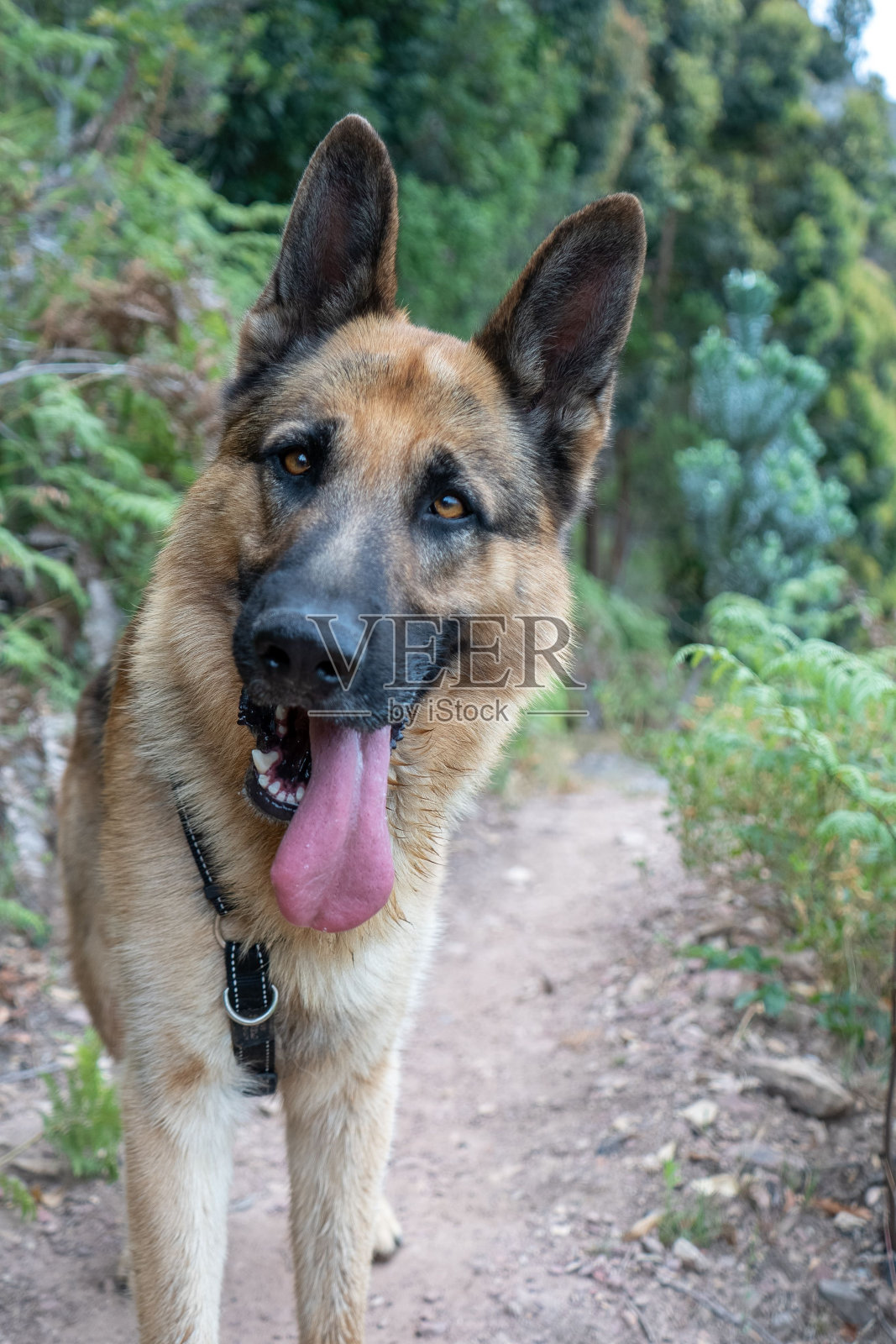那条狗张着舌头走在一条土路上照片摄影图片