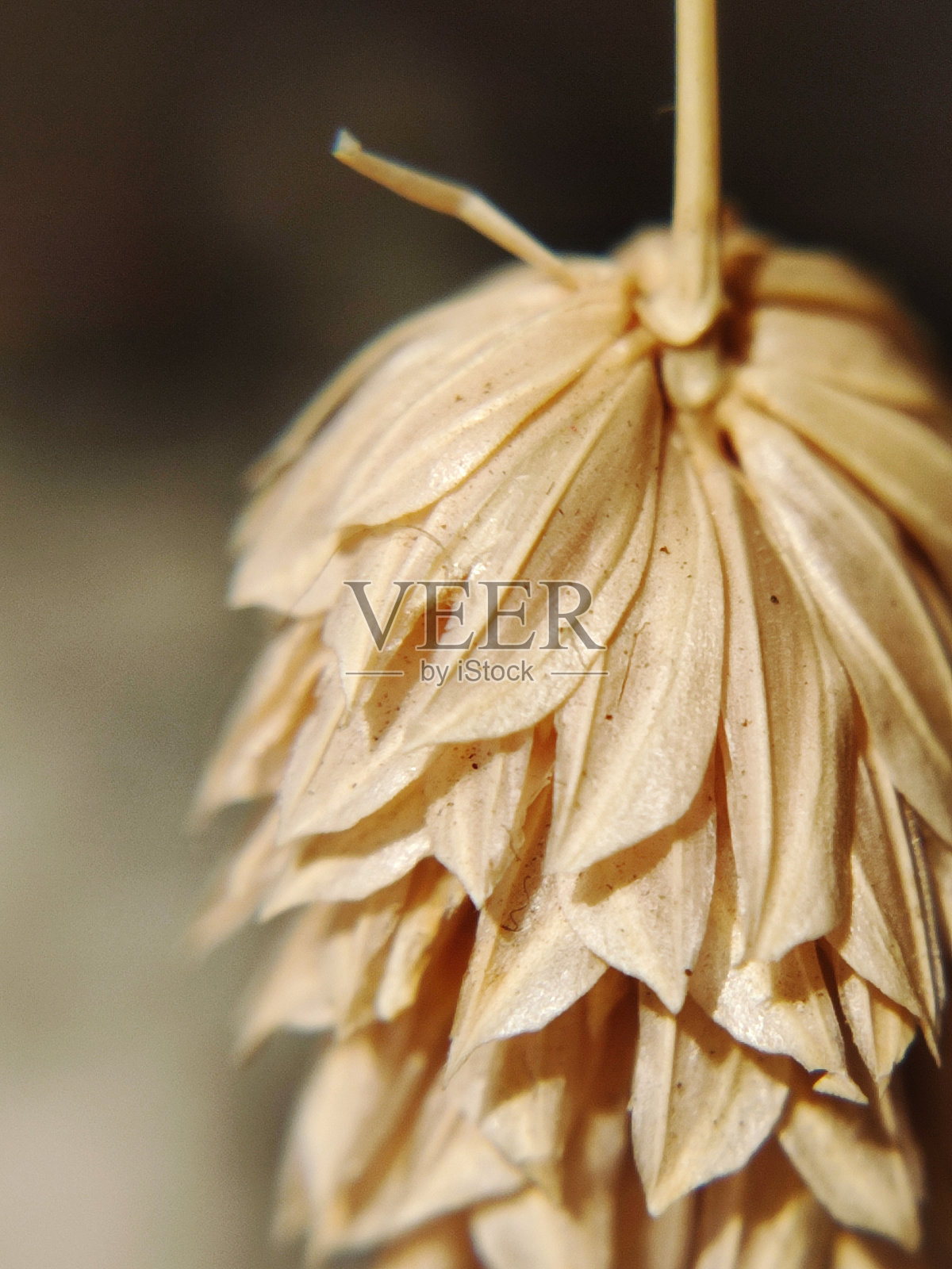 美丽的图案近距离观察一个干燥的植物照片摄影图片