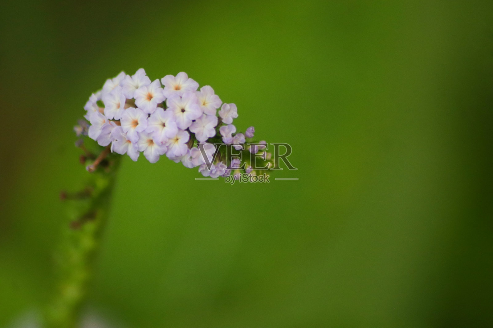 印度向日葵照片摄影图片