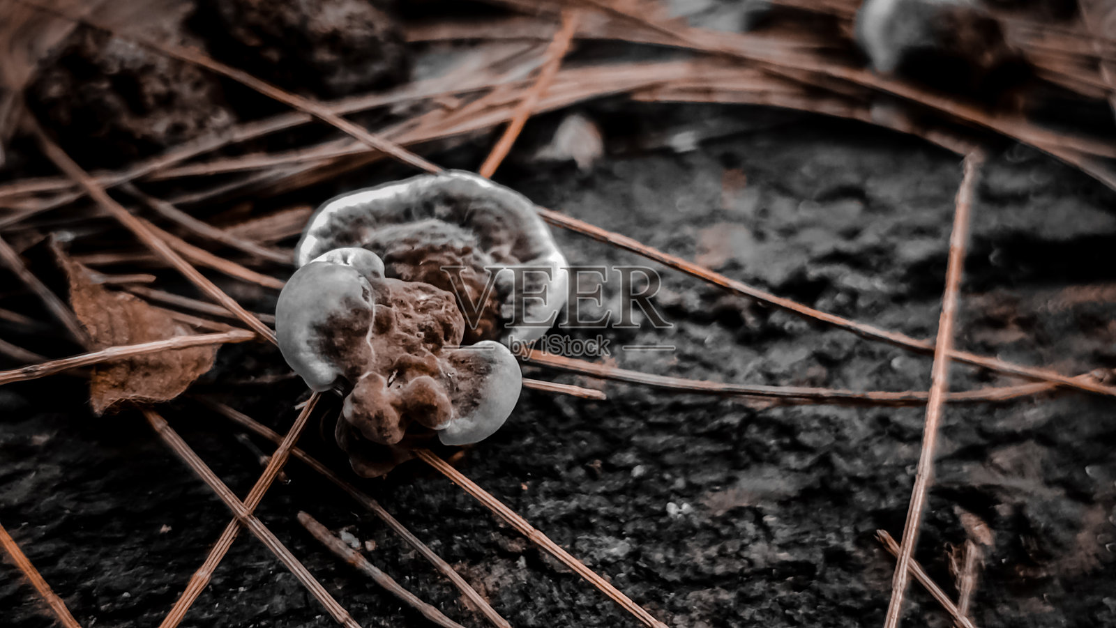 灵芝照片摄影图片