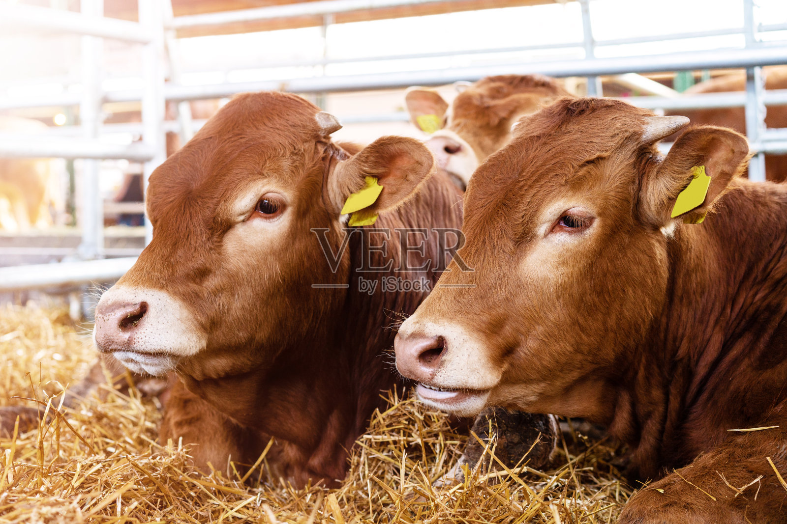 幼牛在畜牧场成熟。照片摄影图片