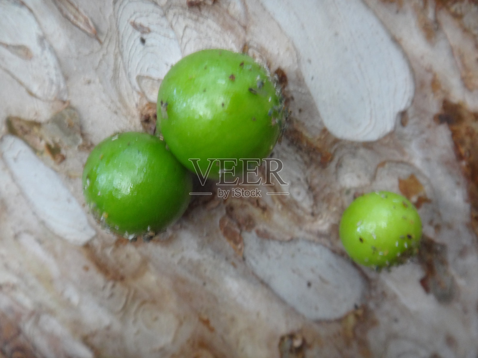 昆虫，蚜虫，烟草粉虱，外骨骼，蜕皮或蜕皮的幼果是绿色的，一种异国情调的果实jaboticaba(巴西葡萄树，种Plinia cauliflora)生长在树干上。照片摄影图片