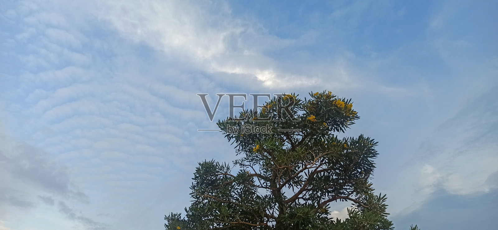 树木上方多云的天空照片摄影图片