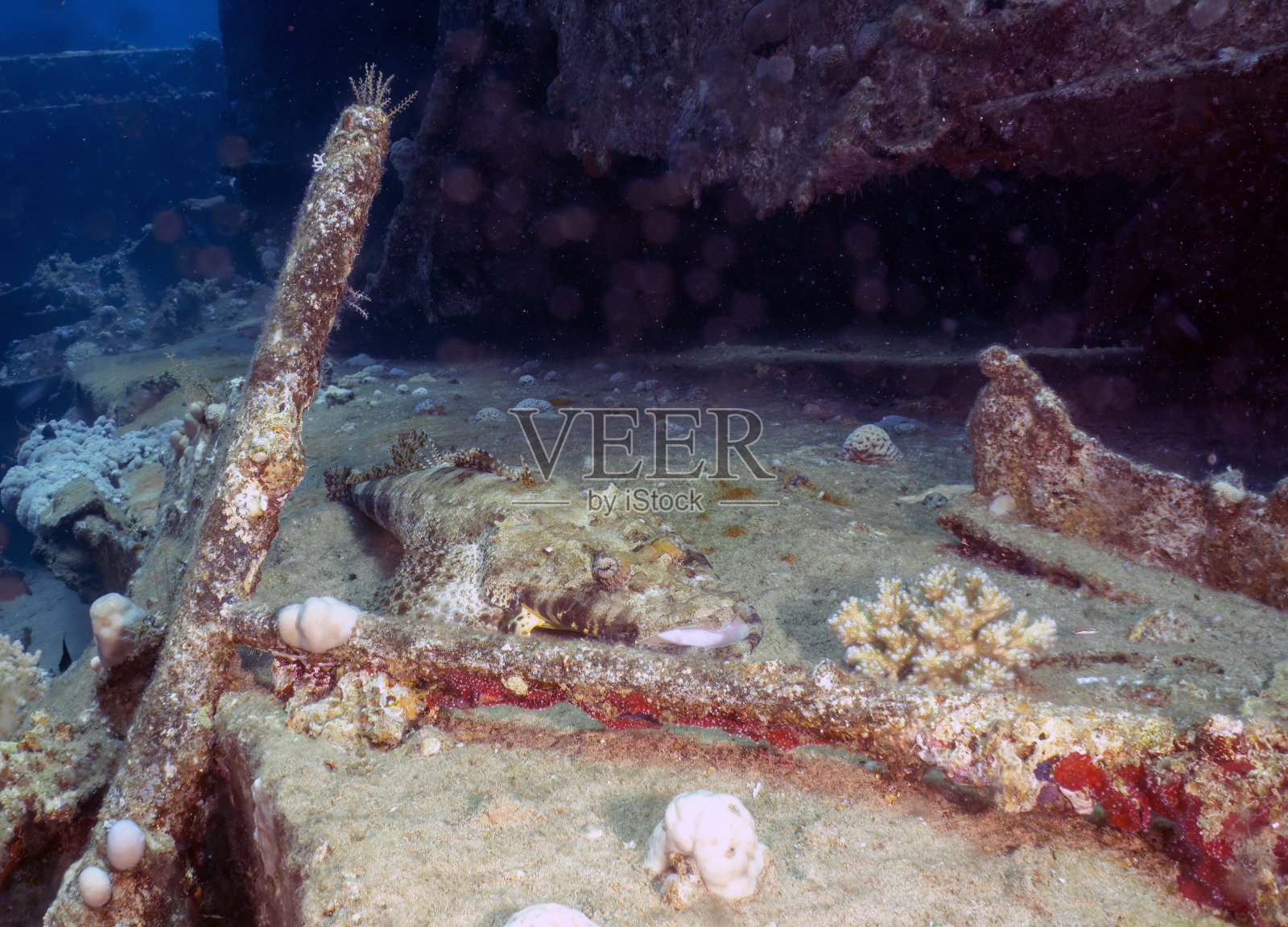 红海的鳄鱼鱼照片摄影图片