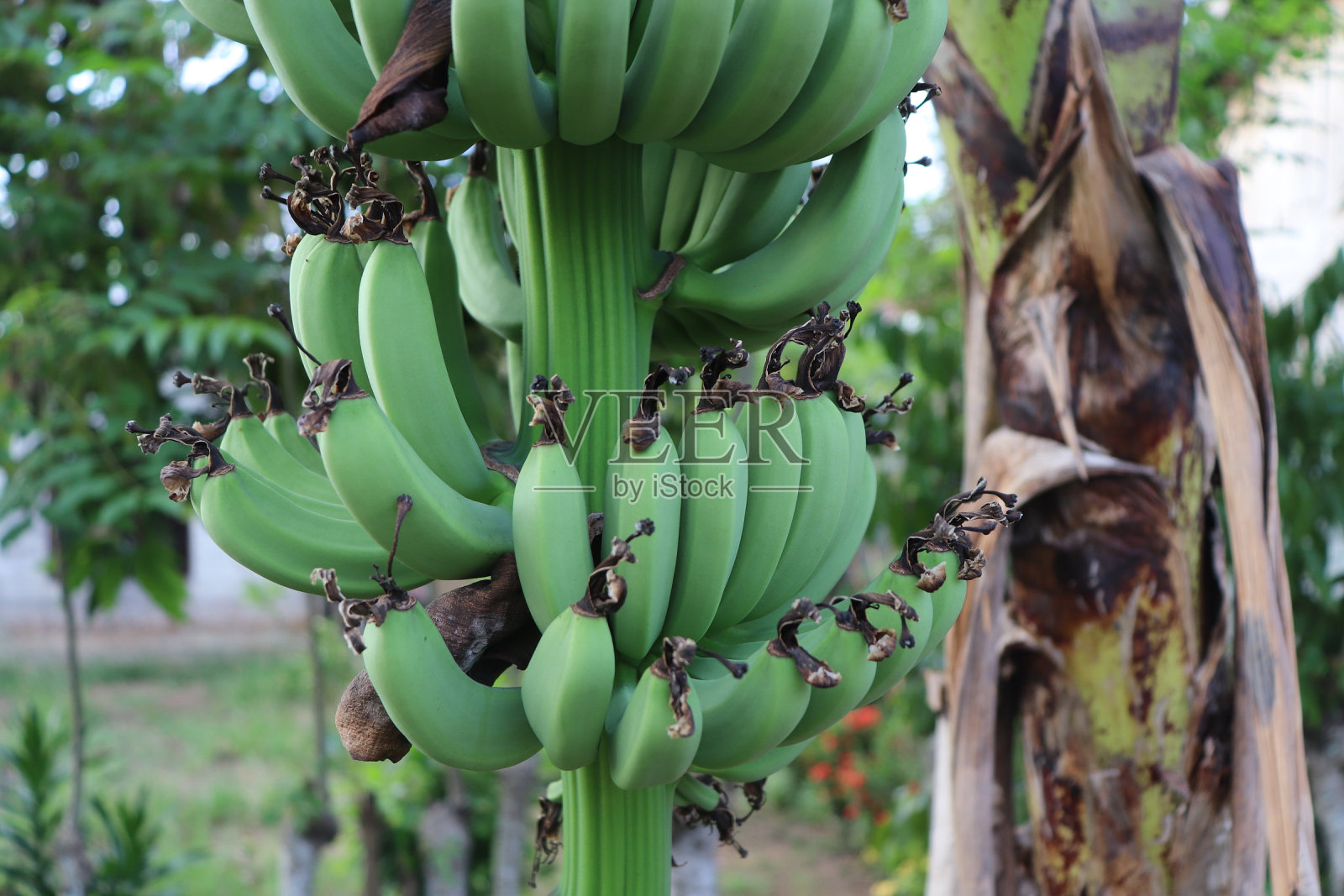 绿色香蕉照片摄影图片