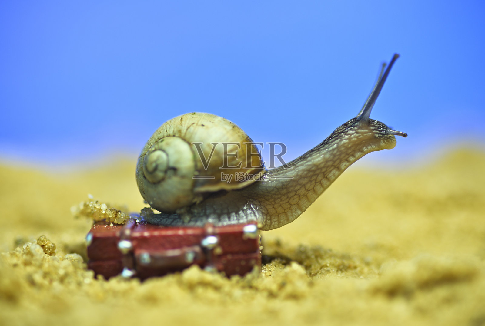 蜗牛在海滩上提着行李箱。在海边休息。以度假为主题的概念性宏观照片照片摄影图片