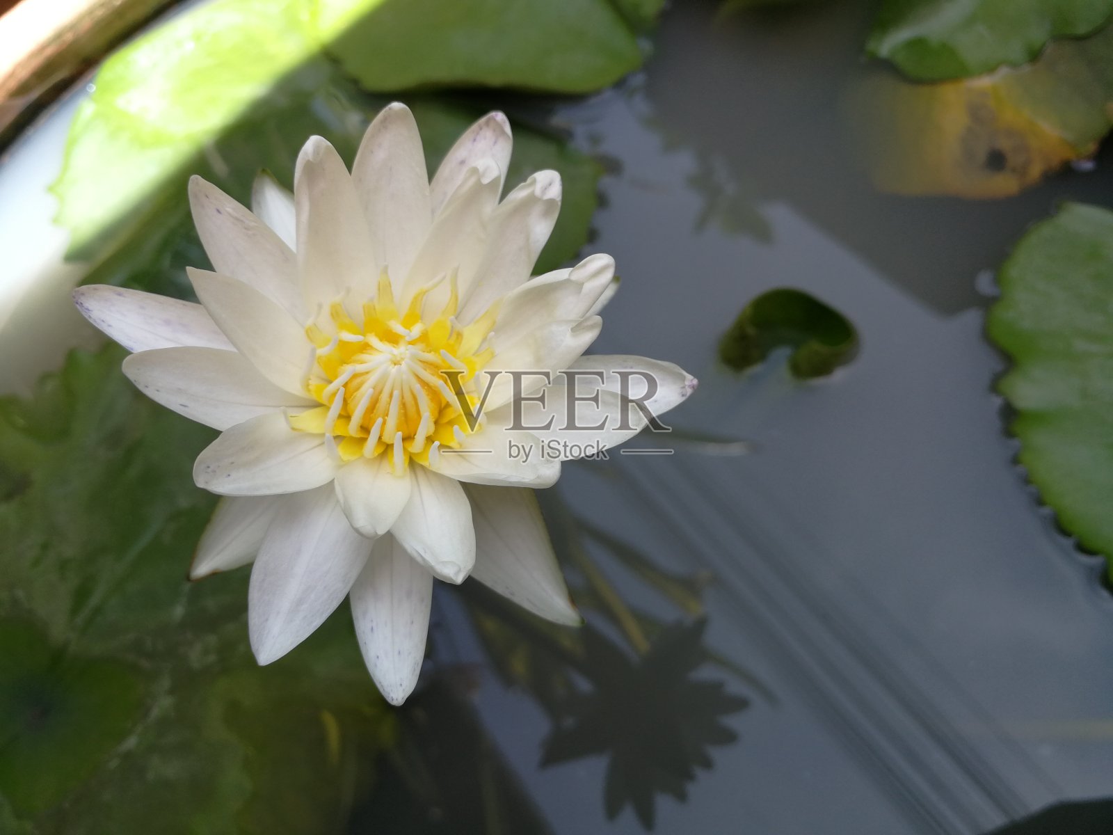 白色睡莲的俯视图。照片摄影图片