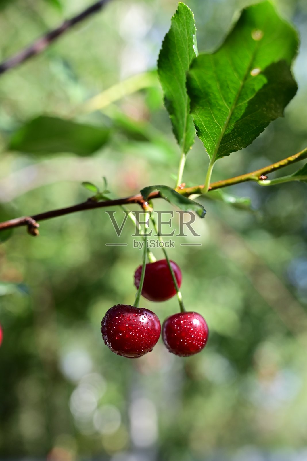 树枝上成熟的樱桃浆果照片摄影图片