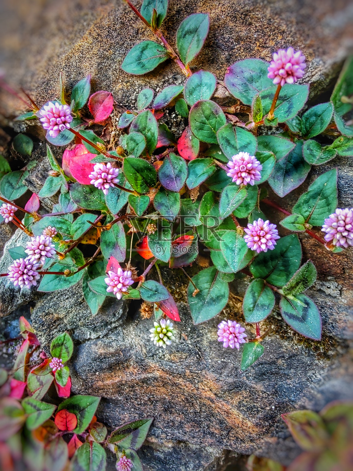 英语地毯照片摄影图片