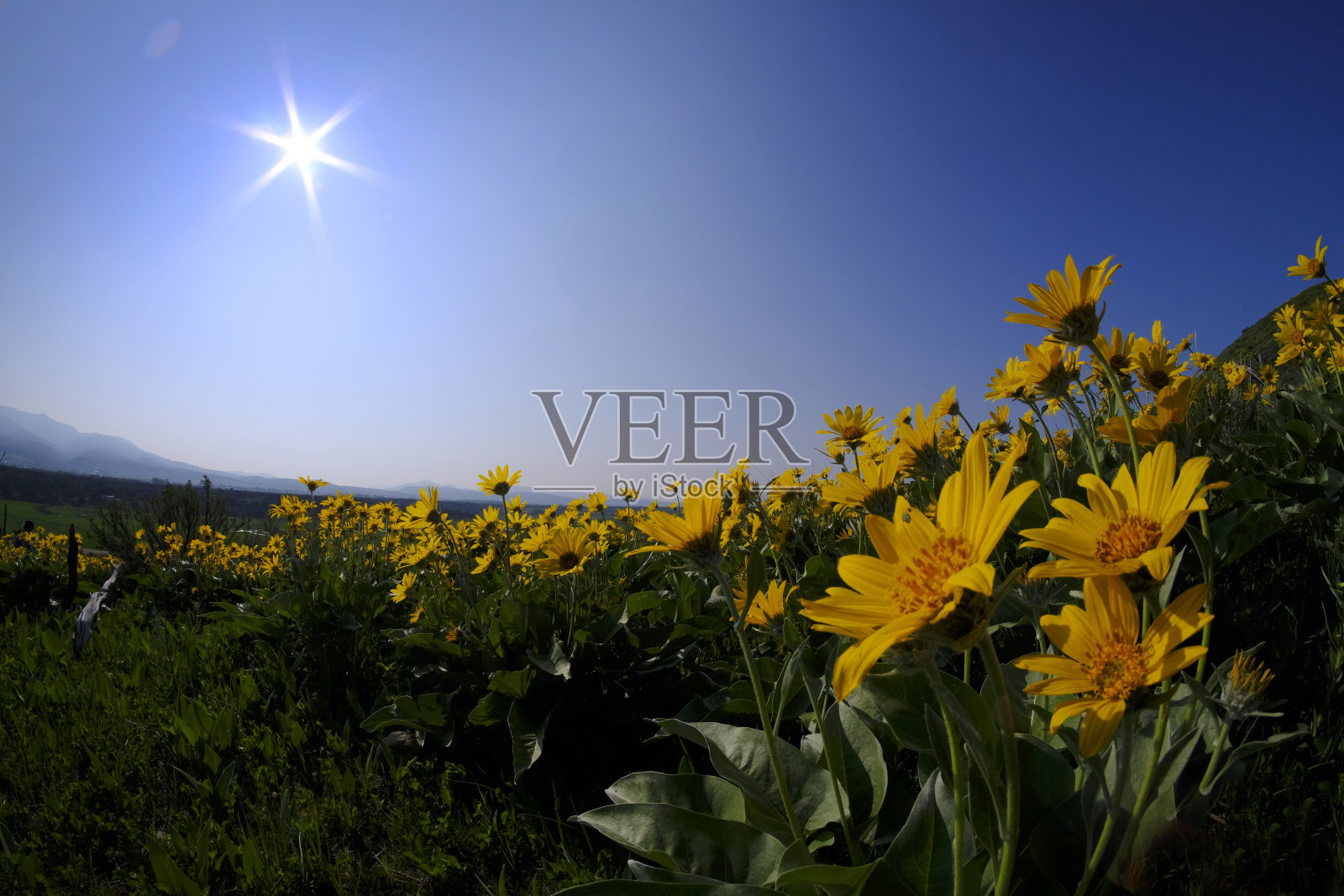 黄色野花高山与蓝天和阳光阳光阳光照片摄影图片