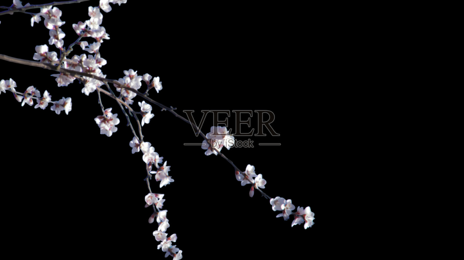 几朵浅白色粉红色的桃花开在树枝上，隔在透明的背景上。照片摄影图片