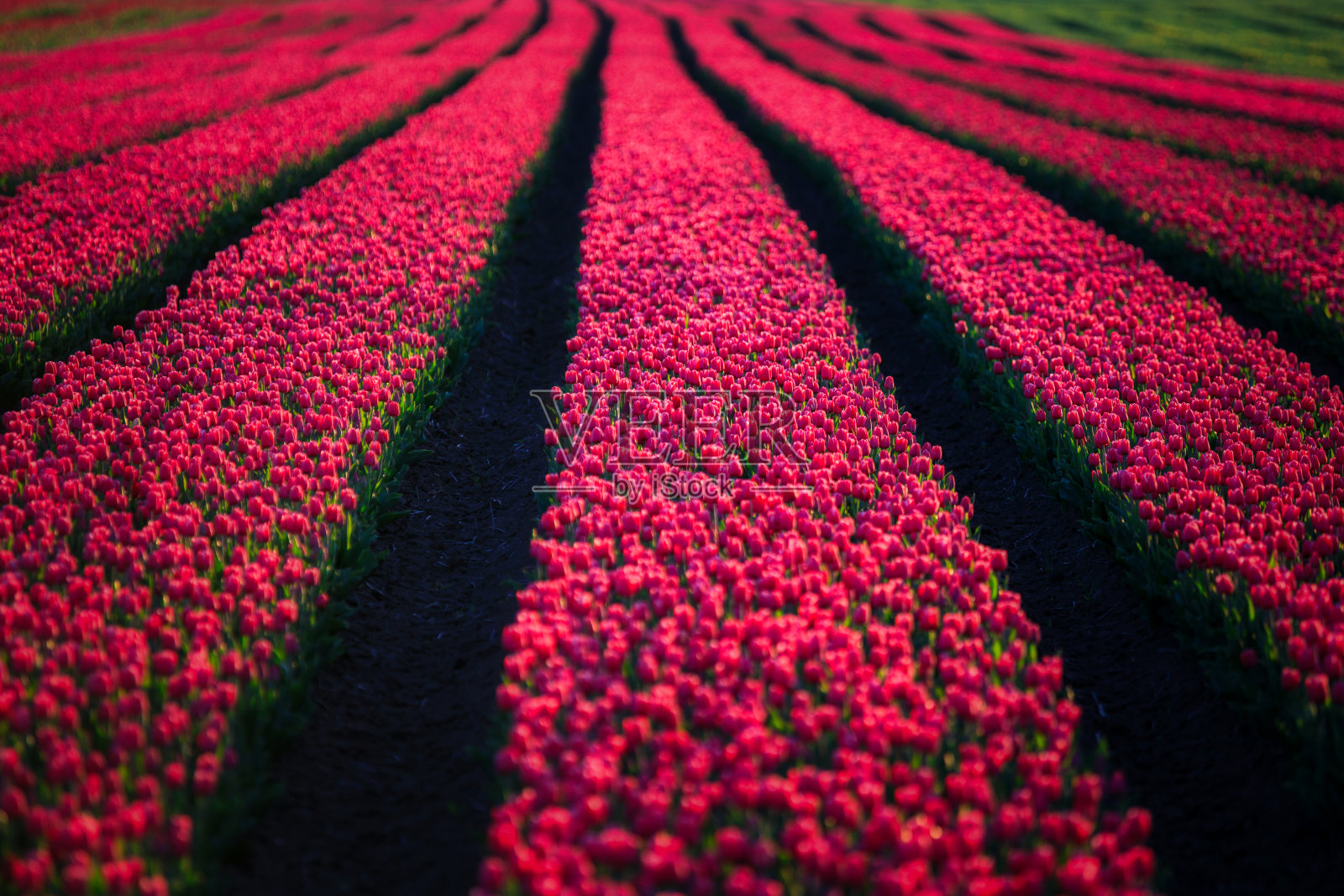 夕阳落在波兰盛开的郁金香地里照片摄影图片