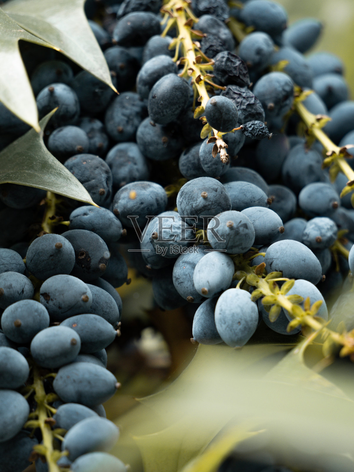 葡萄照片摄影图片