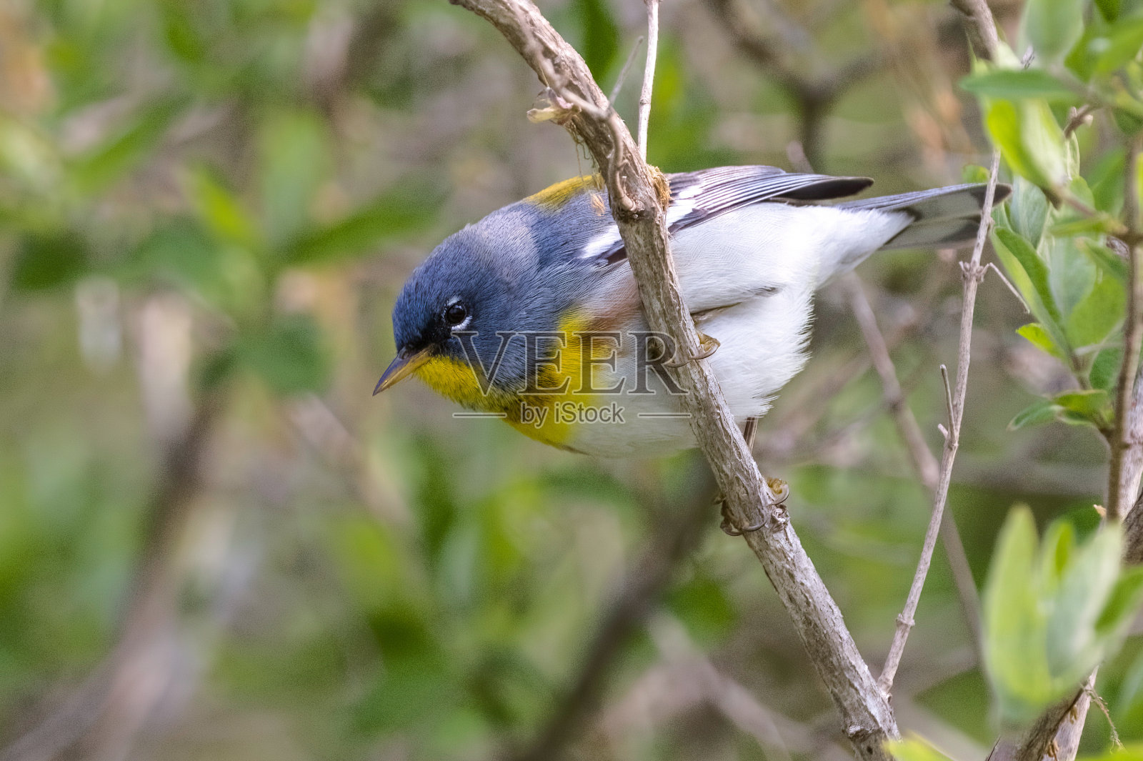 parula肖像照片摄影图片