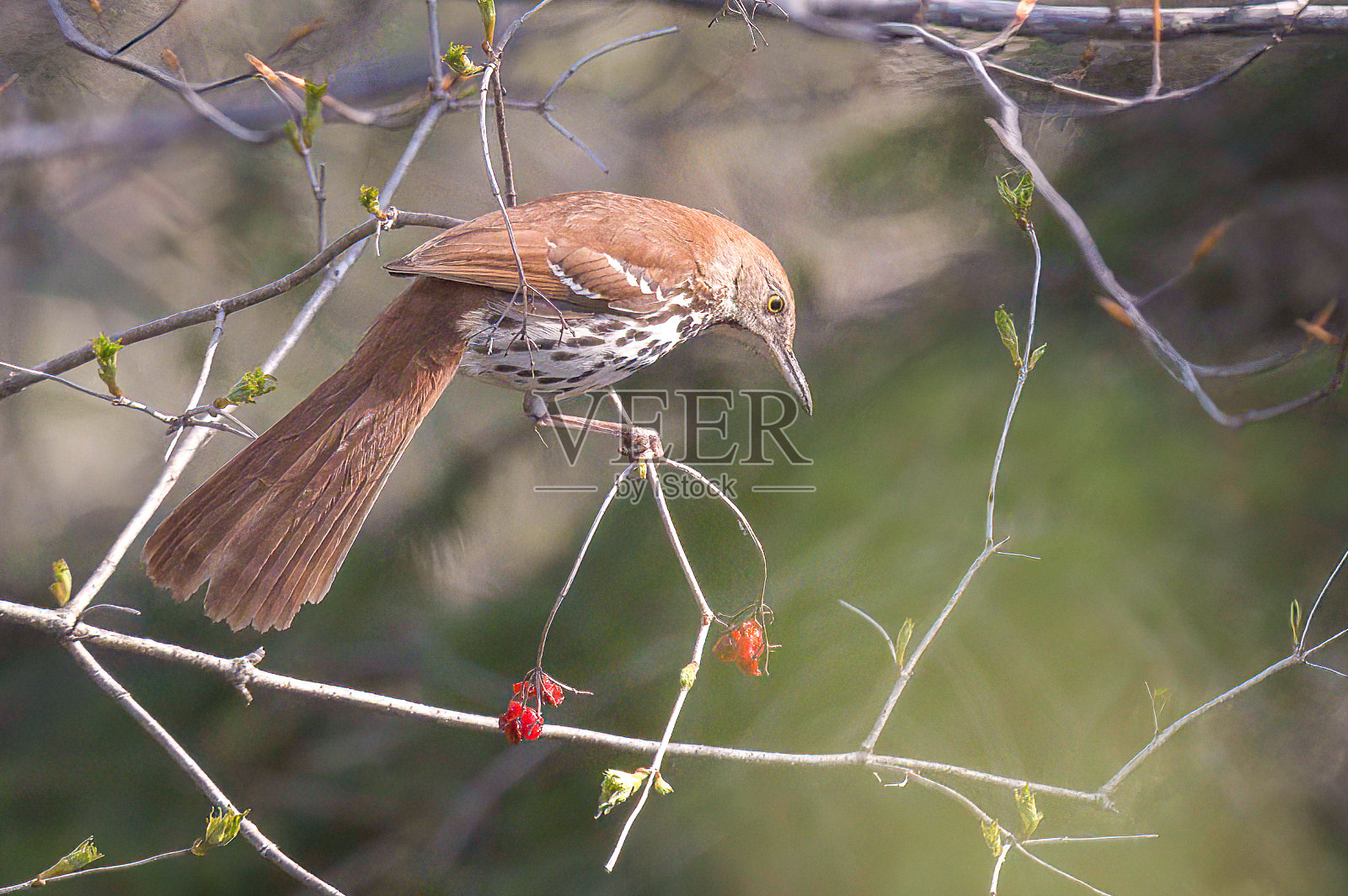 栖息脱粒机照片摄影图片