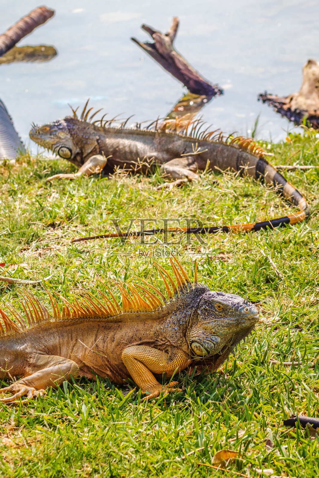 坦皮科塔毛利帕斯州卡平特罗湖的绿鬣蜥照片摄影图片