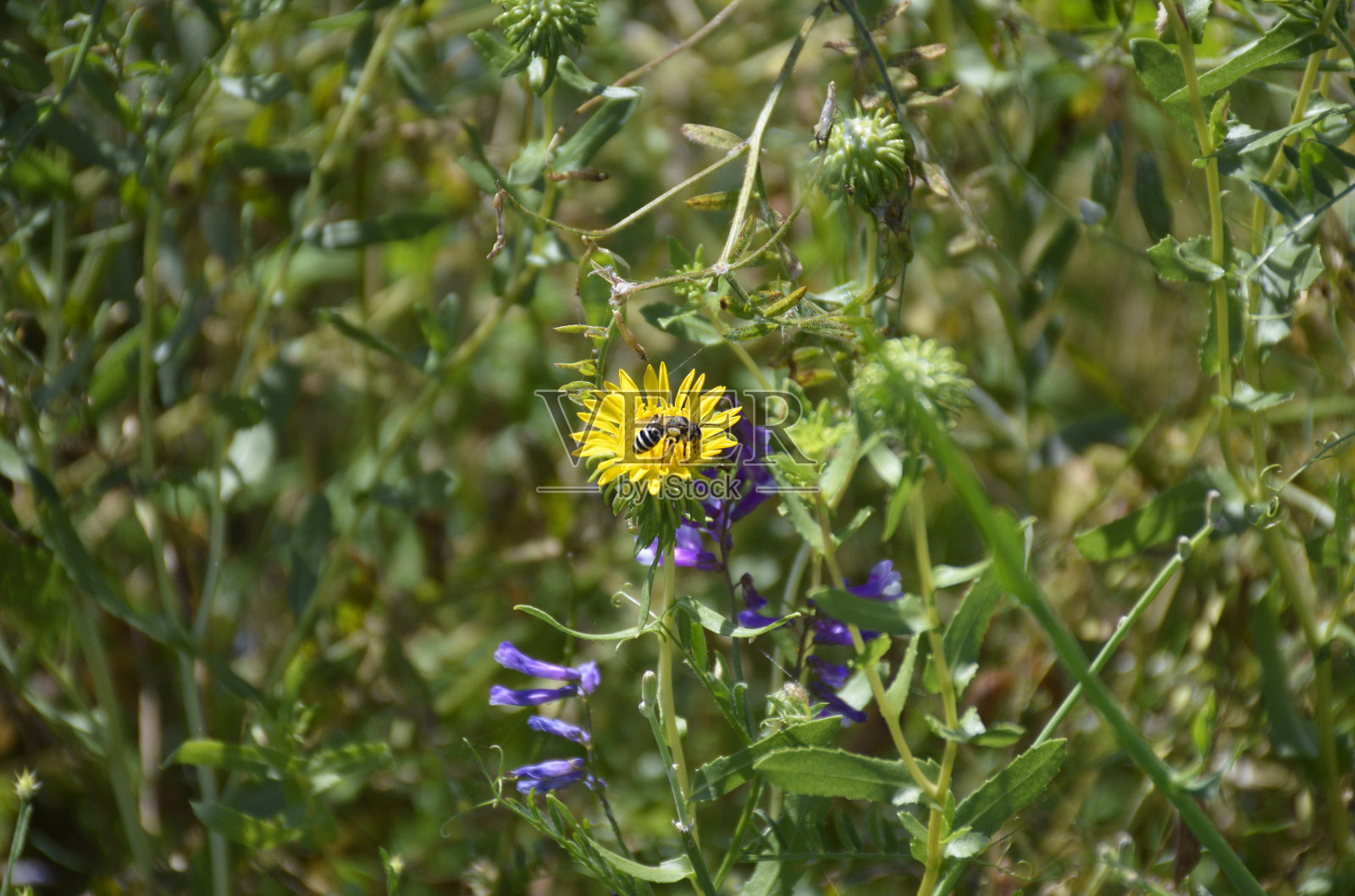 一只蜜蜂在一朵黄色的野花上收集花粉，背景是青草照片摄影图片