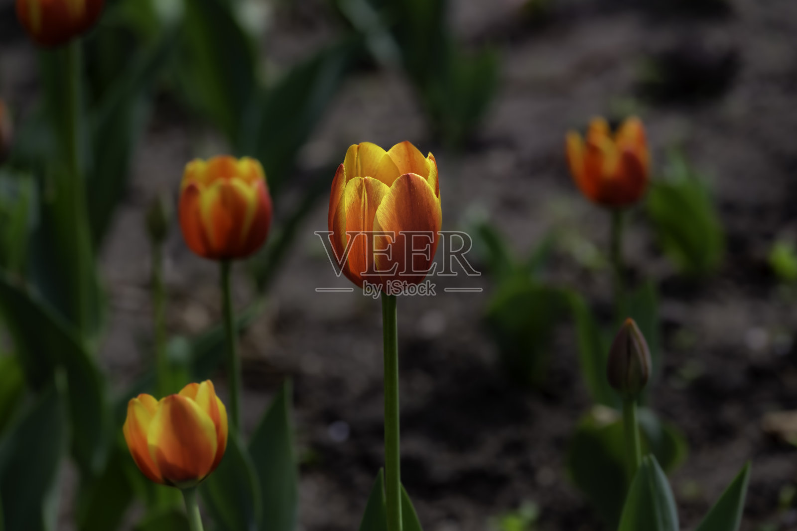 盛开的郁金香花照片摄影图片