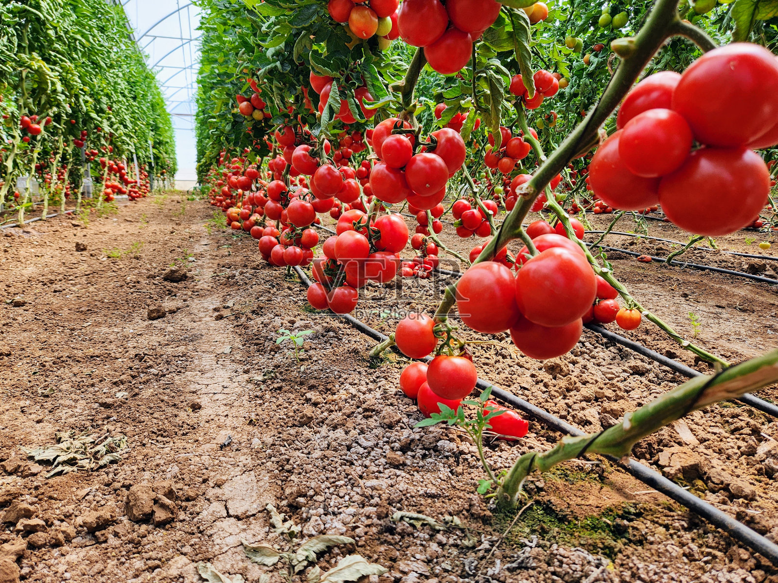 温室里成熟的番茄，藤蔓上成排的红色番茄照片摄影图片