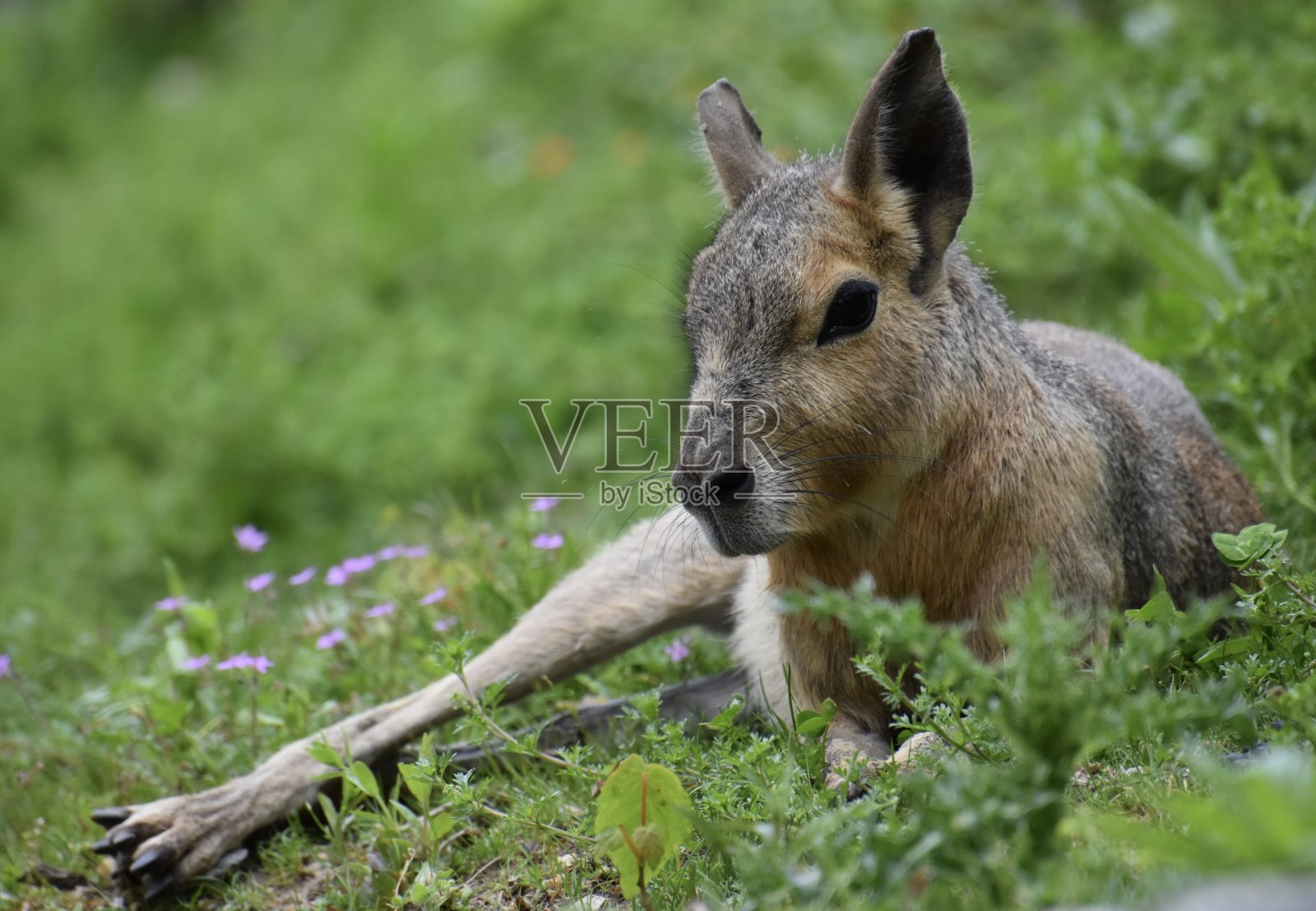 一只巴塔哥尼亚马拉躺在草地上照片摄影图片