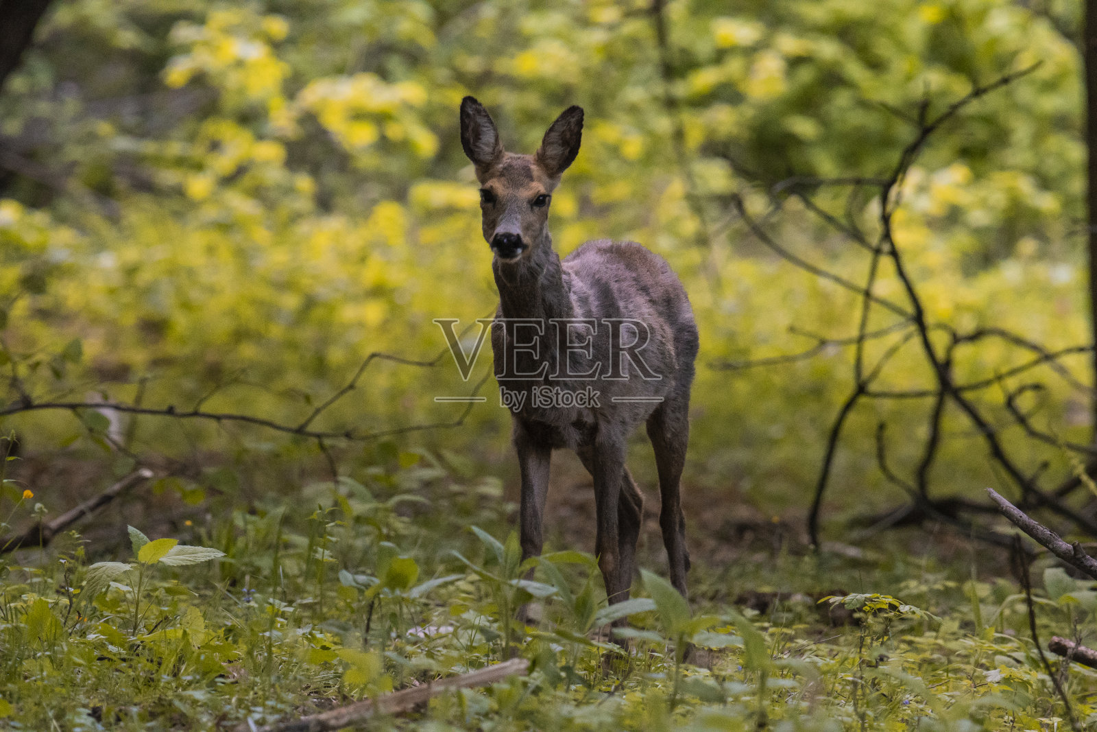 鹿照片摄影图片
