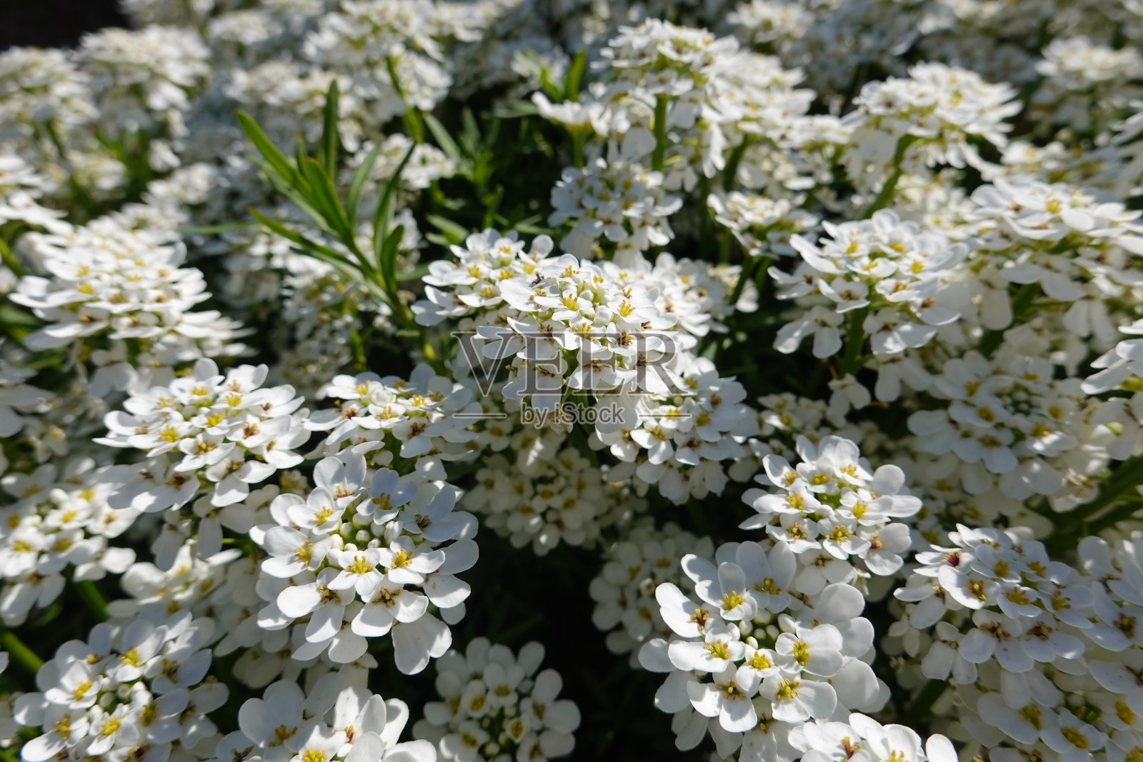 常绿的糖簇植物Iberis sempervirens长着鲜艳的深绿色叶子。照片摄影图片