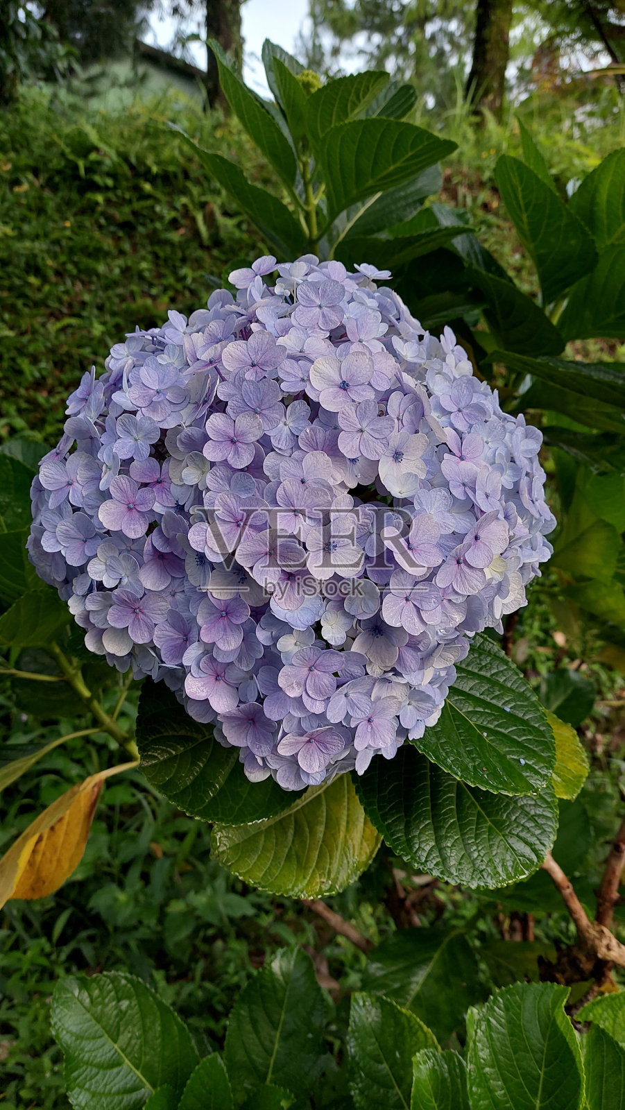 花园里盛开着美丽的紫色花朵照片摄影图片