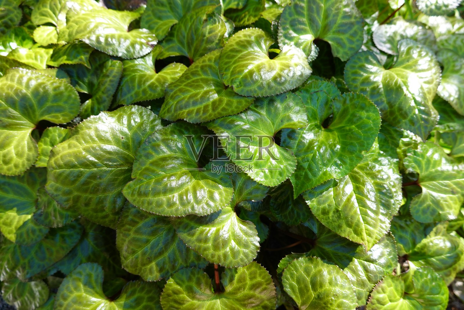 特写:山毛榉(姜叶假山毛榉)。照片摄影图片