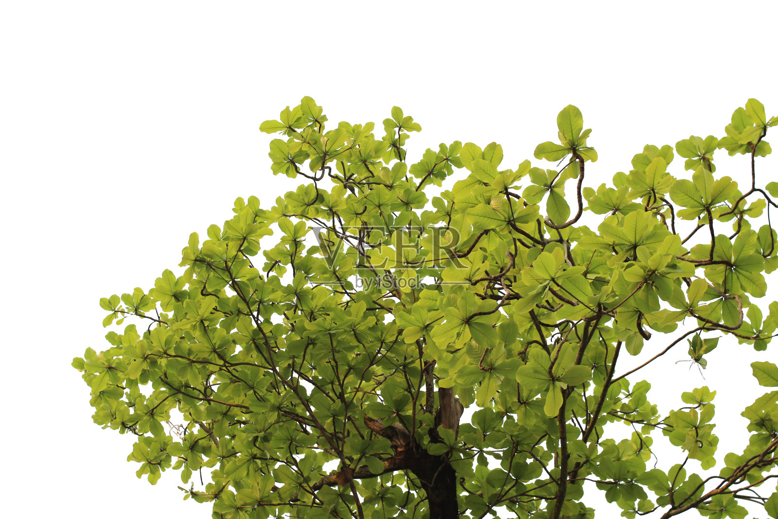 绿色的叶子或树枝孤立在白色的背景与剪辑路径。照片摄影图片