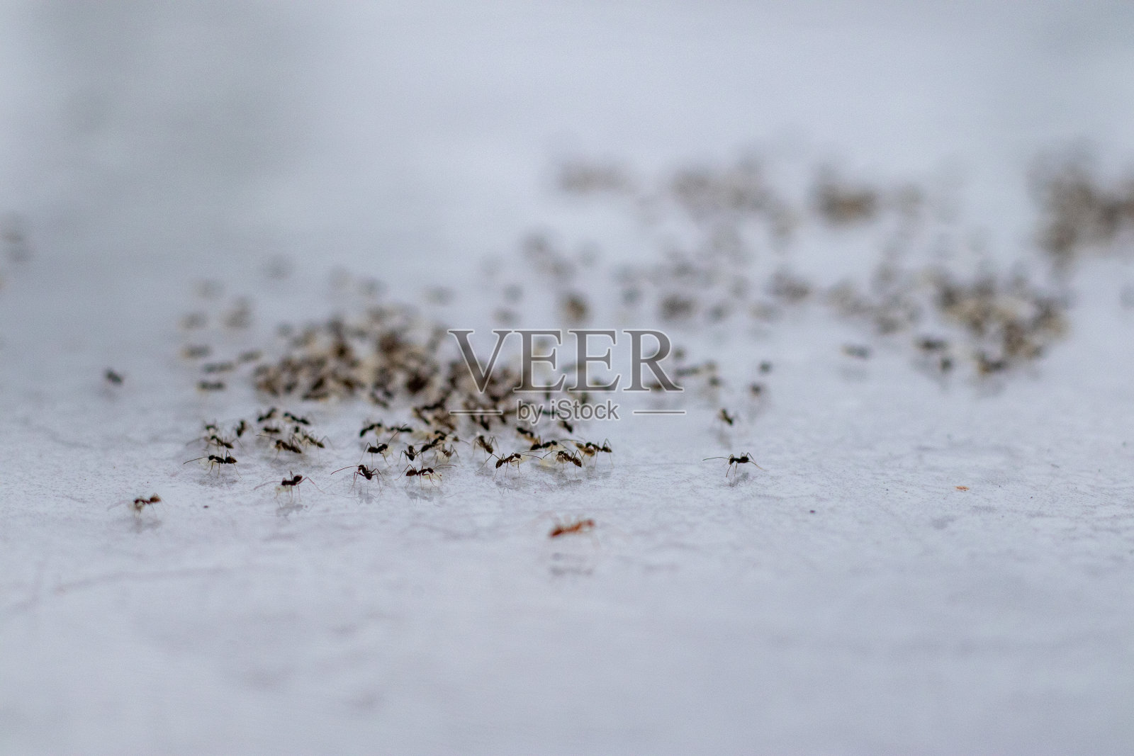 群黑蚁移动它们的卵，昆虫动物野生照片摄影图片