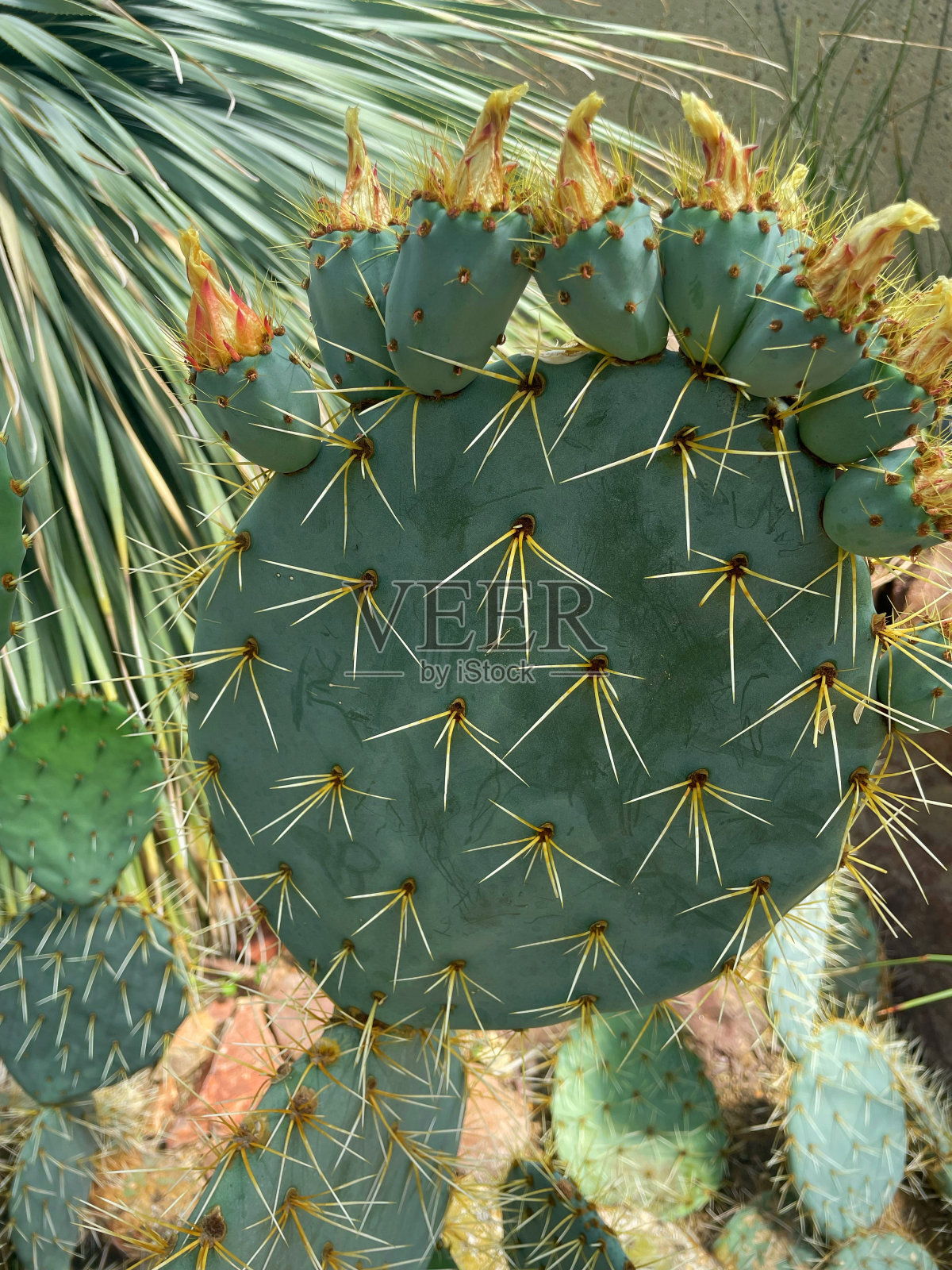 盛开的仙人掌照片摄影图片