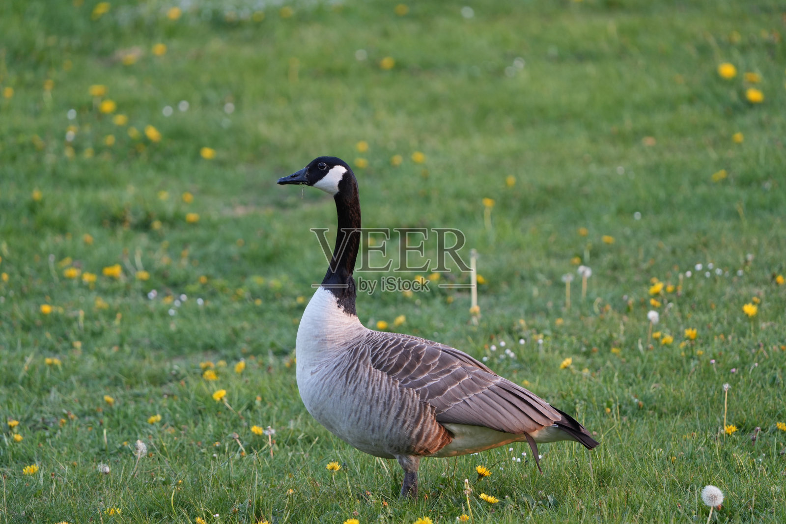 黑额黑雁照片摄影图片