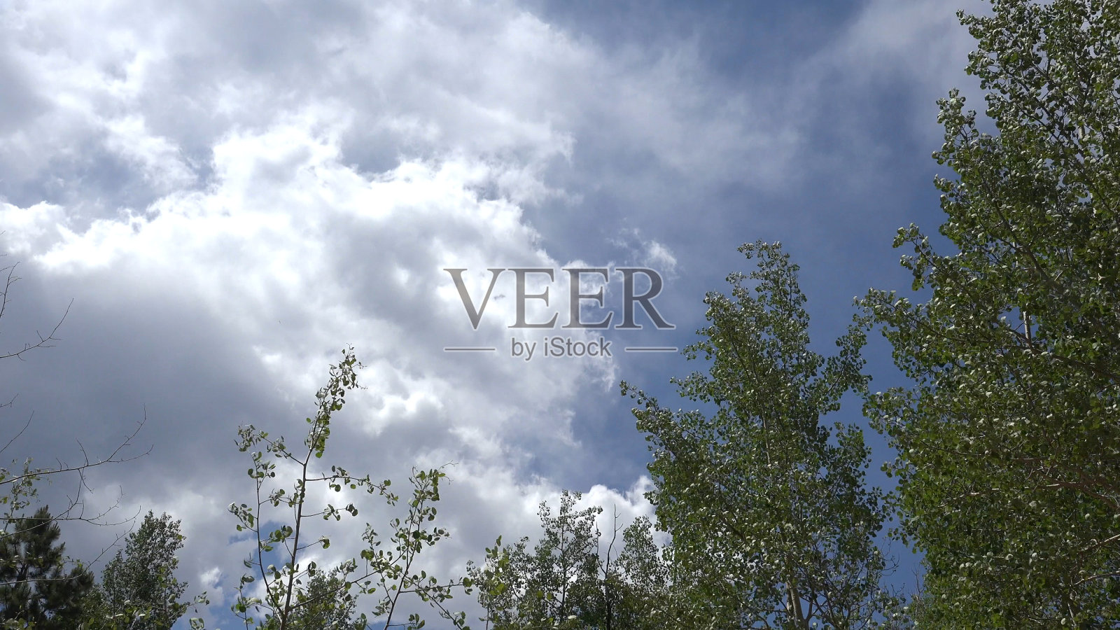 风吹拂着白杨树叶，科罗拉多的马尼托斯普林斯照片摄影图片