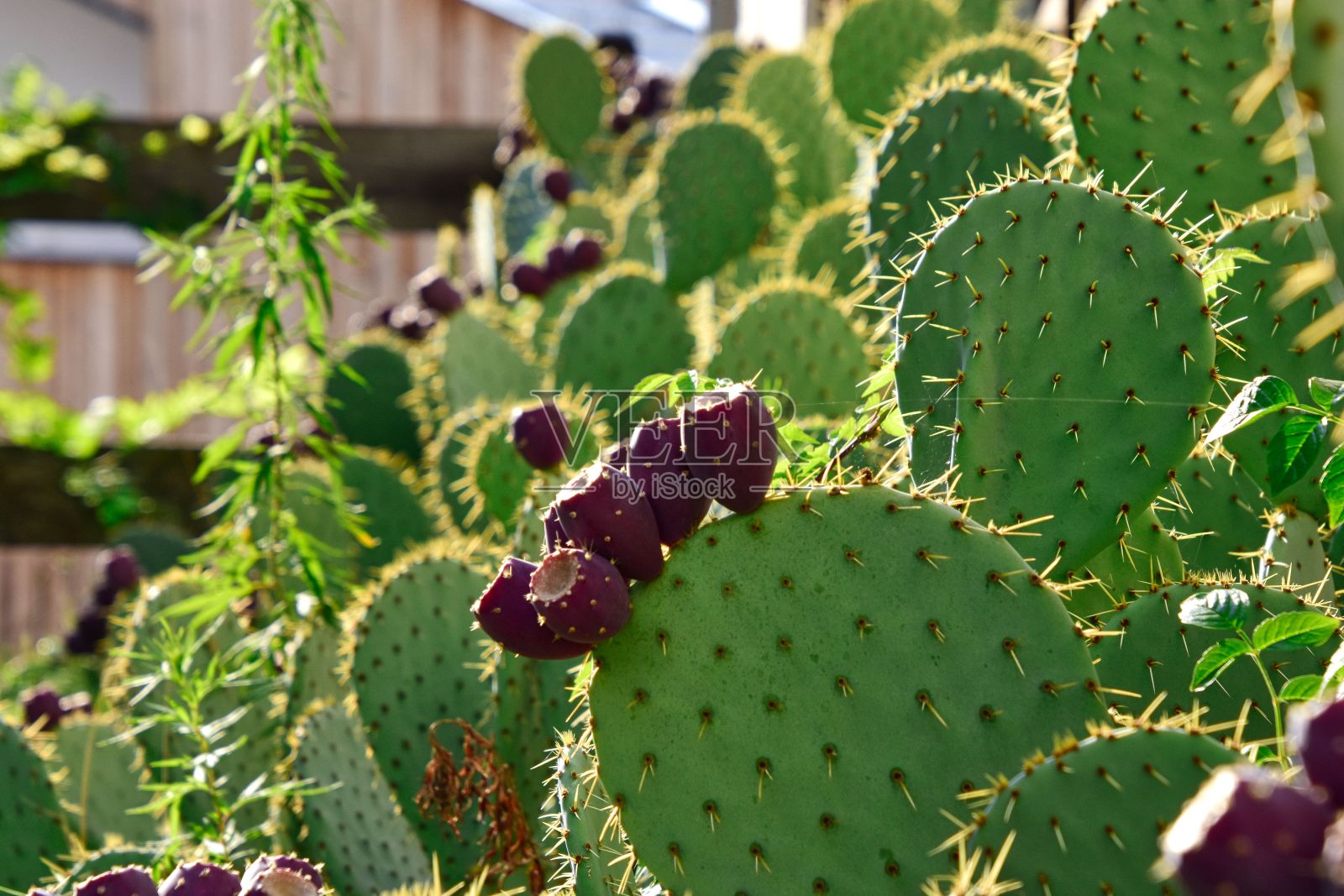 仙人掌树的特写图片，紫色的果实覆盖着它的树枝照片摄影图片