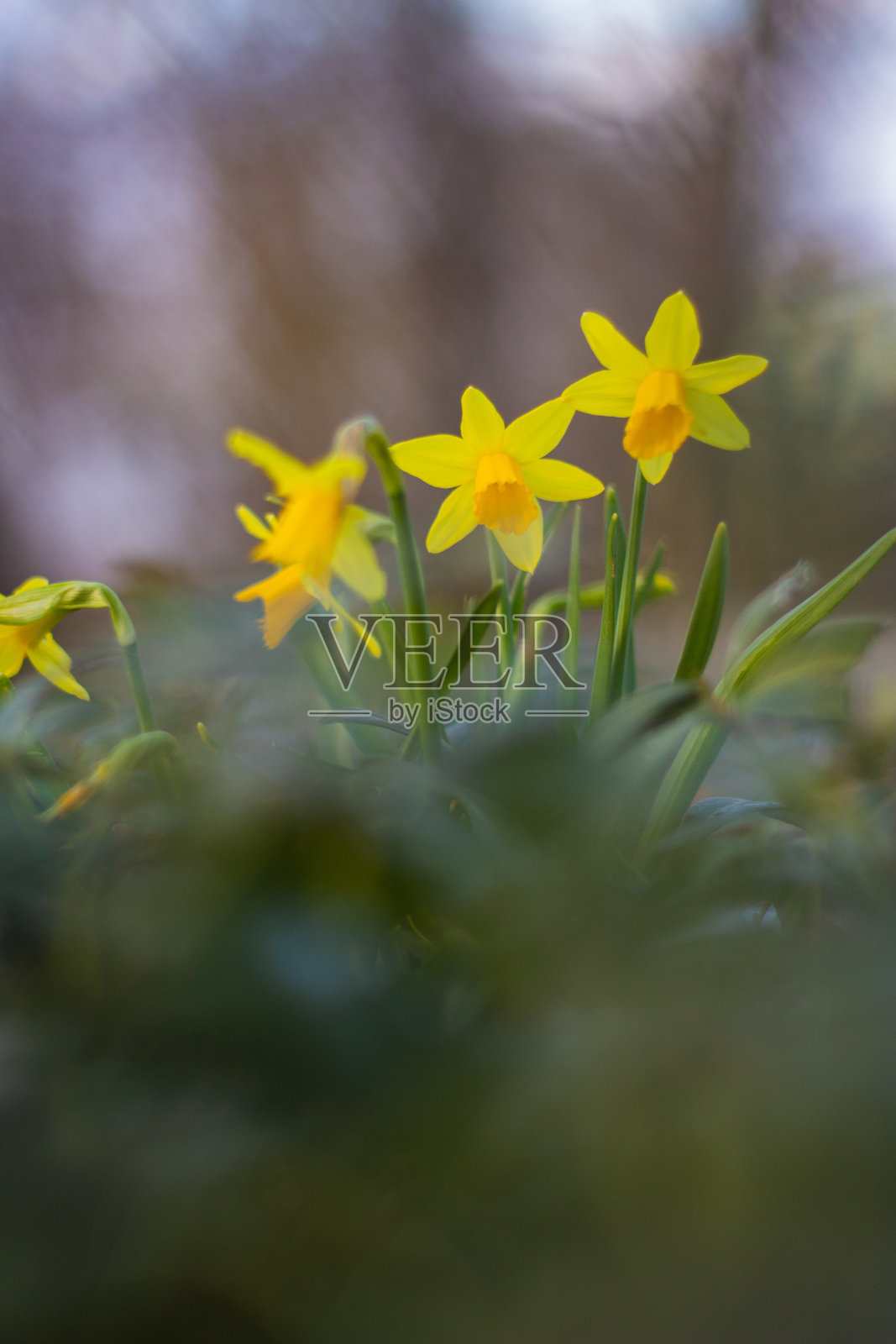 草地上的水仙花——春天的开始照片摄影图片