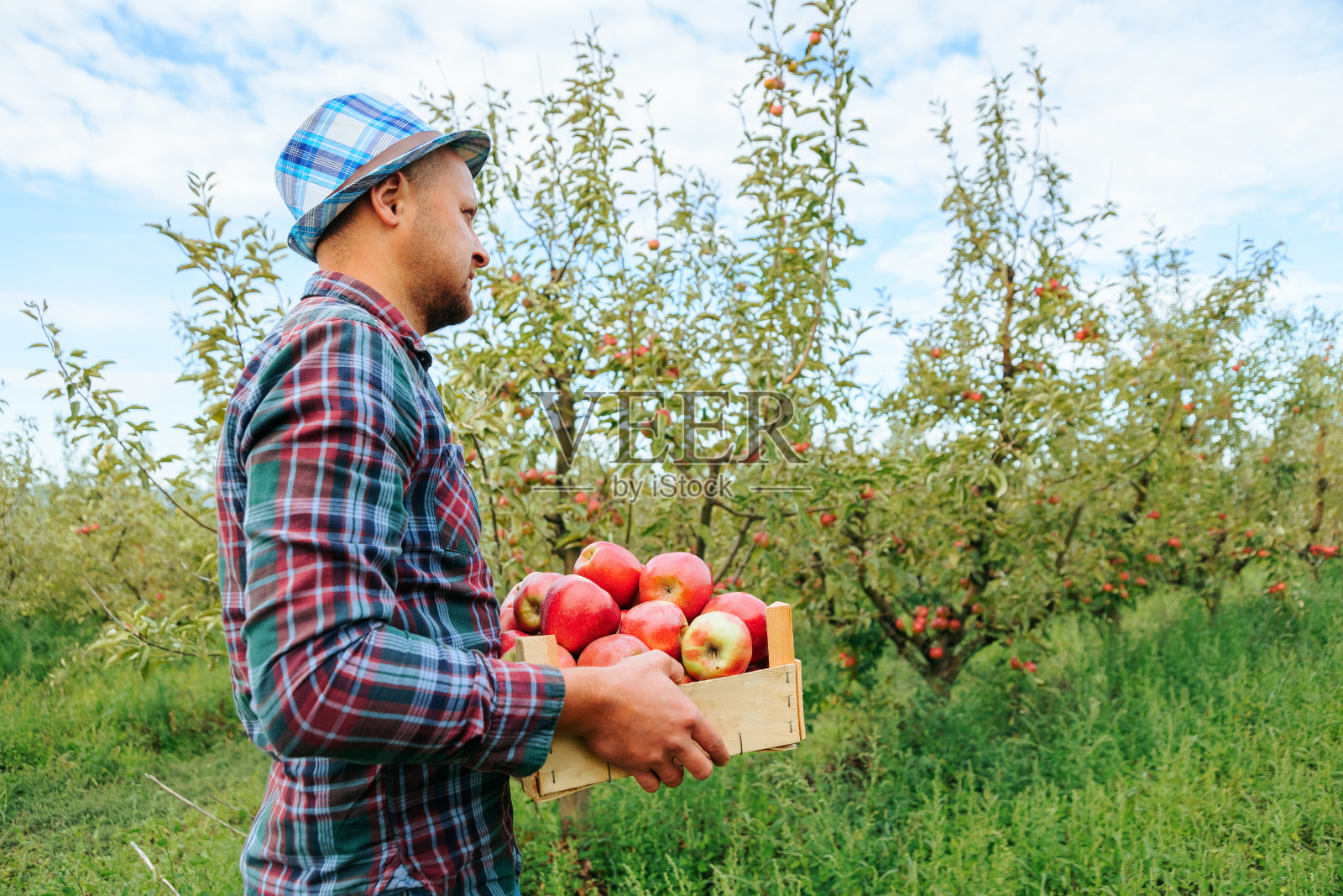 年轻的农民拿着一箱熟透的红苹果留在花园里。照片摄影图片