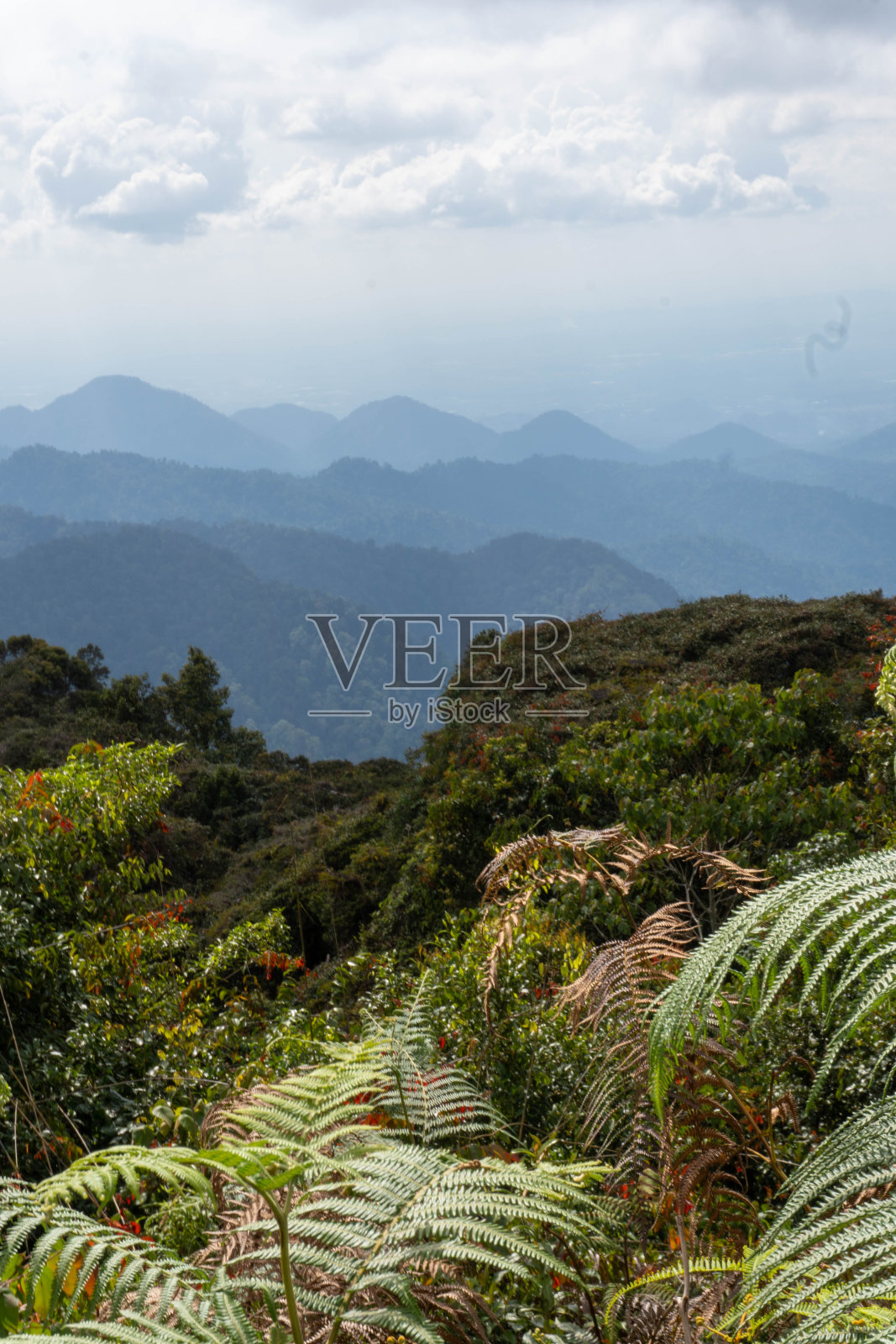 观赏山脉和植被，前景为蕨类植物照片摄影图片