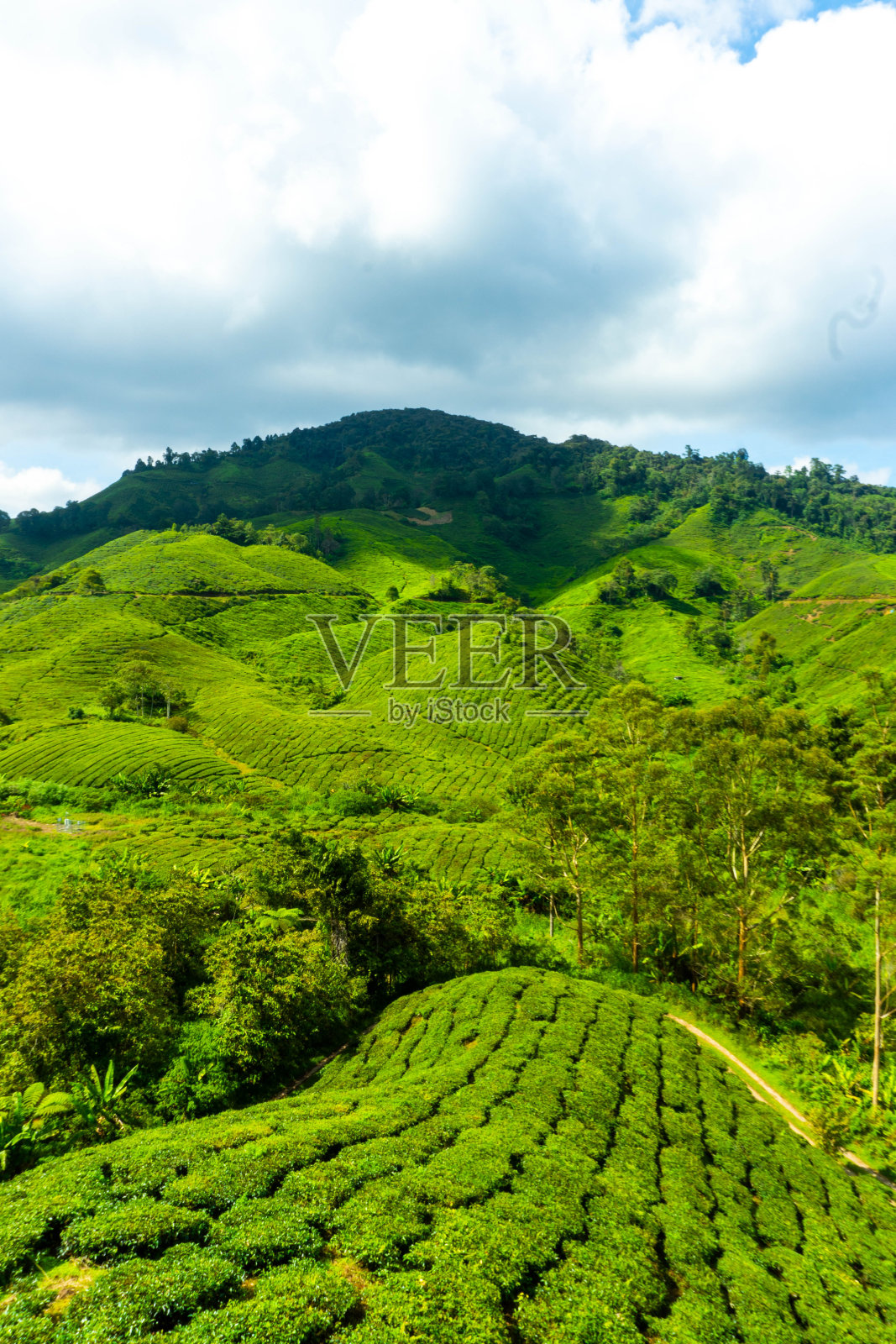 金马仑高原茶园位于山区照片摄影图片