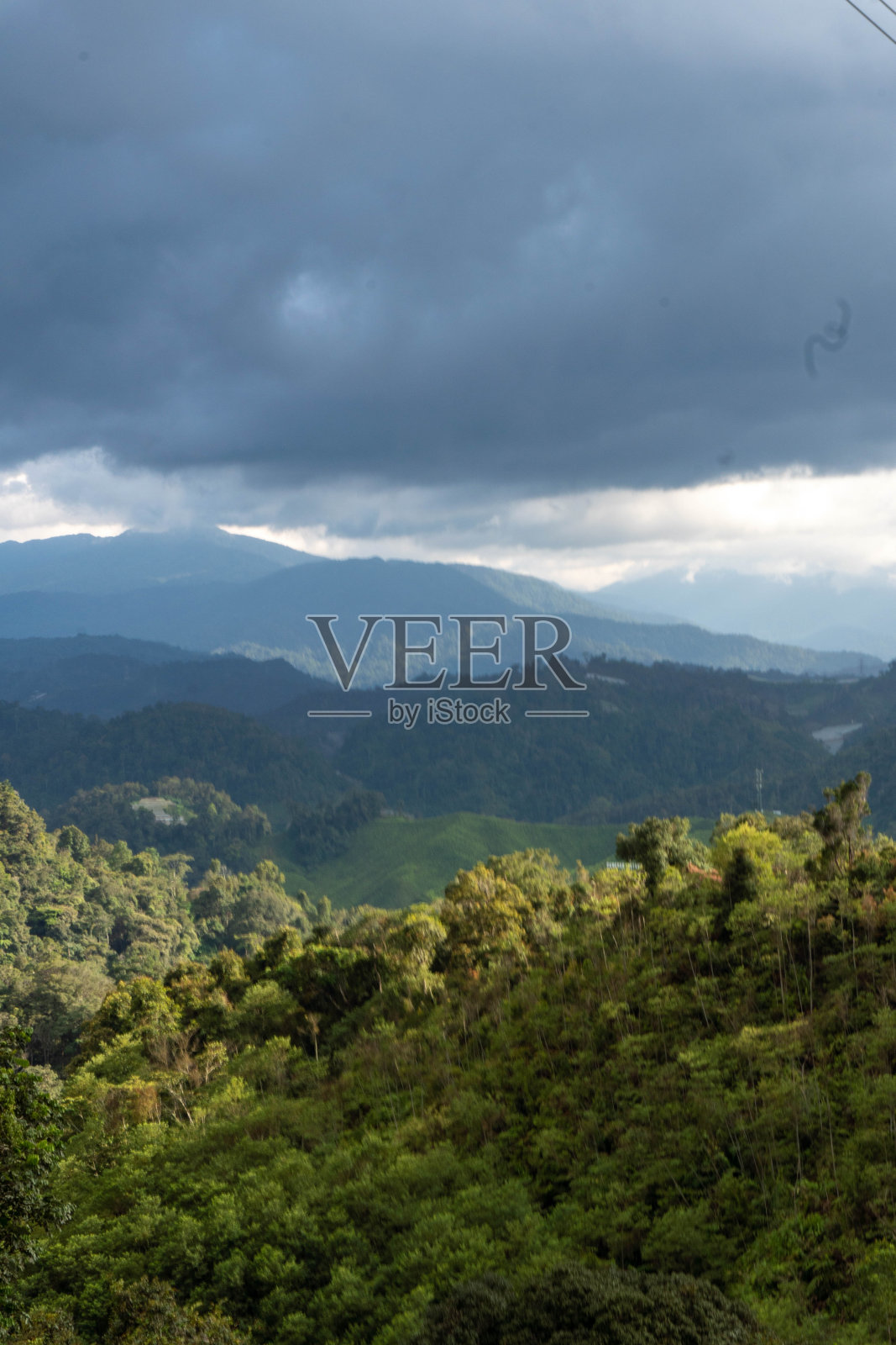 金马仑高原茶园位于山区照片摄影图片