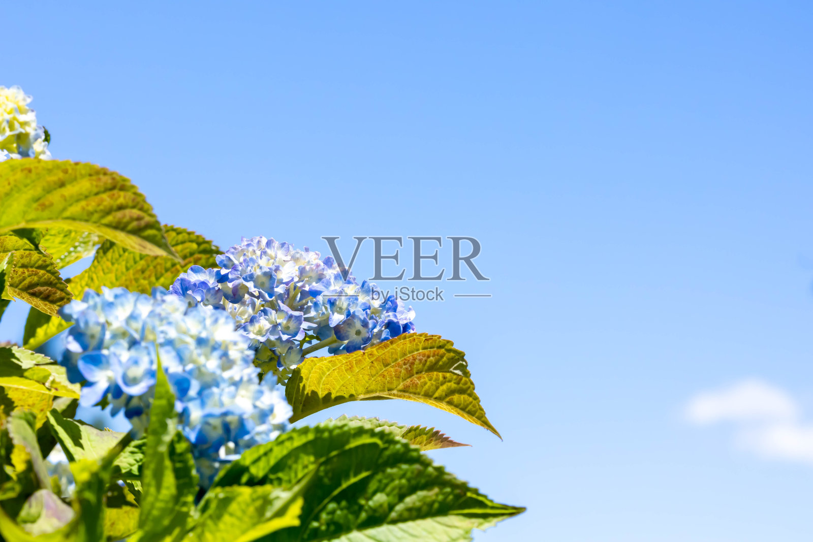 阳光明媚的日子里的绣球花照片摄影图片