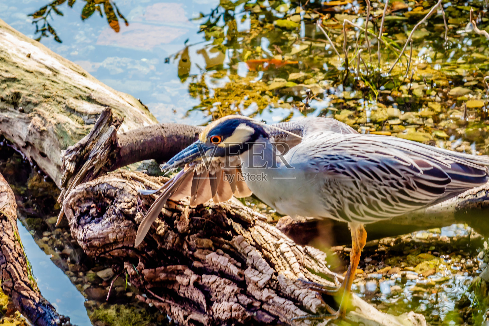 坦皮科泻湖的光冠夜鹭照片摄影图片