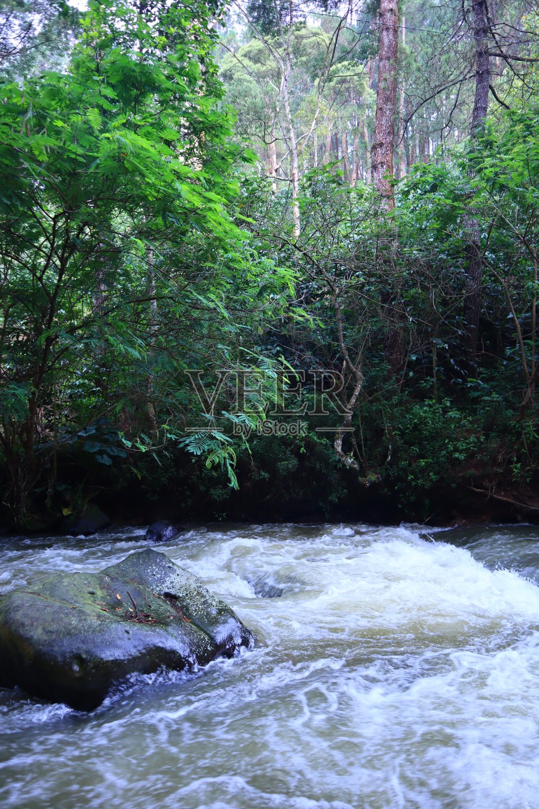 松林中间的一条小溪照片摄影图片