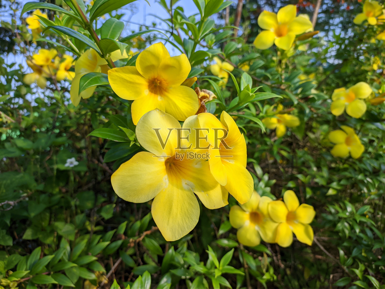 早晨的牡丹花照片摄影图片