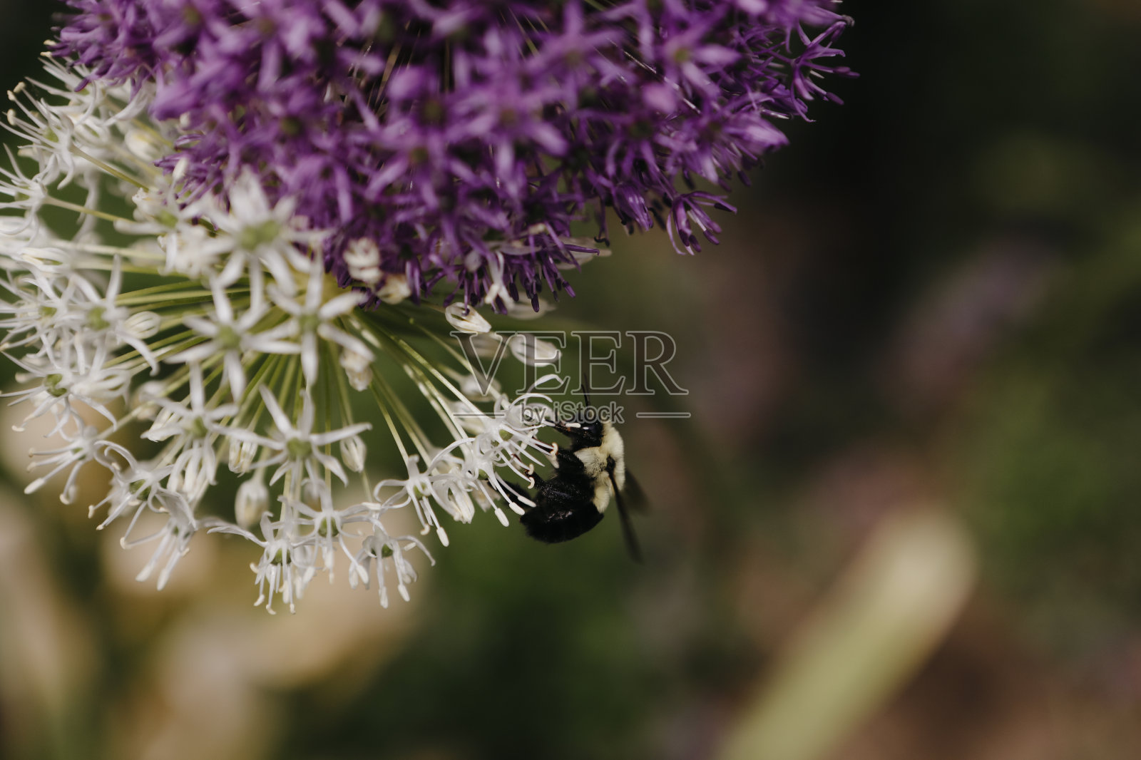 花丛中的大黄蜂照片摄影图片